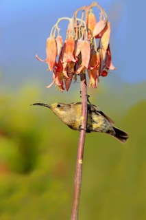 Malachite sunbird (Nectarinia famosa), female, Oudtshoorn, Klein Karoo, South Africa, Africa