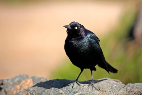 Brewer's blackbird (Euphagus cyanocephalus), California, USA, North America