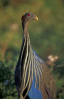 Vulturine guineafowl (Acryllium vulturinum), Samburu National Park, Kenya, Africa