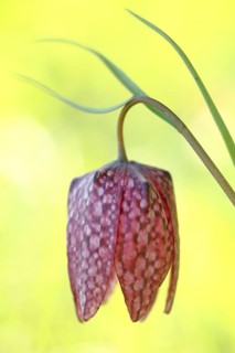 Snake's head fritillary (Fritillaria meleagris) with blade of grass and yellow background,