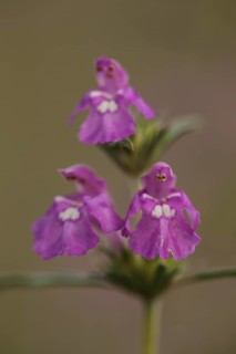 Three little angels flower figures at the galeopsis ladanum var. angustifolia (Galeopsis