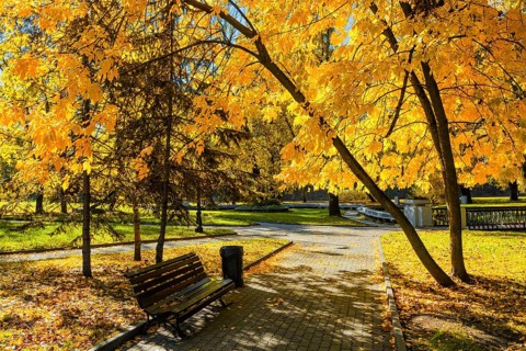 Autumn colors, fall in park with yellow leaves foliage trees