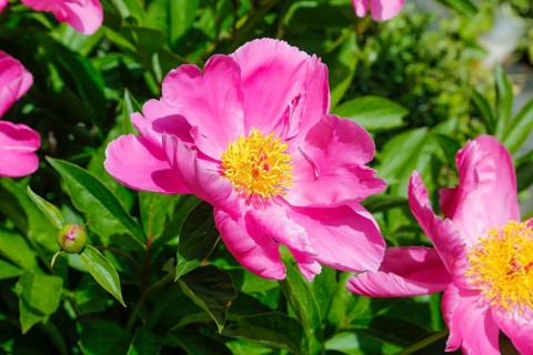 Peonies (Paeonia), peonies, pink flowers, non-double flowers, yellow pistils, green leaves,