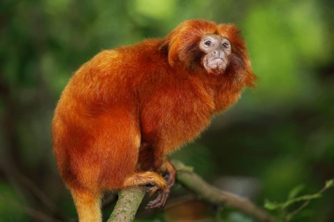 Golden lion tamarin (Leontopithecus rosalia), portrait, adult, captive