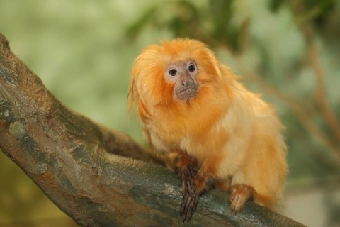 Golden lion tamarin (Leontopithecus rosalia), Leontopithecus, monkey, clawed monkey, clawed monkey,