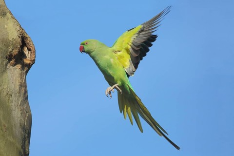 Rose-ringed parakeet (Psittacula krameri) approaching breeding burrow on tree trunk, flying,