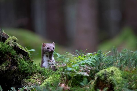 Beech marten (Martes foina), Bitburg, Rhineland-Palatinate, Germany, Europe