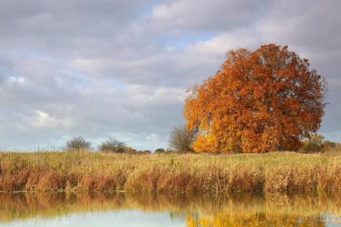 Ancient oaks in autumn foliage at an oxbow lake, Middle Elbe Biosphere Reserve, Saxony-Anhalt,