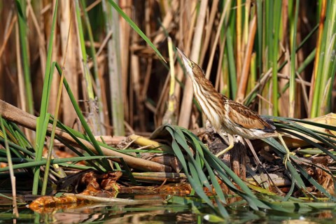 Little Bittern (Ixobrychus minutus), young bird, Middle Elbe Biosphere Reserve, Dessau-Roßlau,