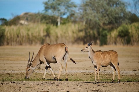Common elands (Taurotragus oryx) standing in the dessert, captive, distribution Africa