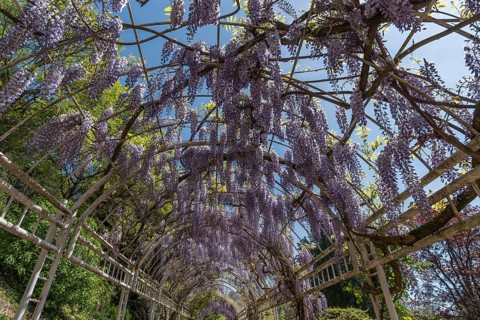 Flowering chinese wisteria (Wisteria sinensis) in an arbour in the city garden of Emmendingen,