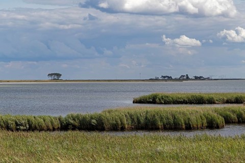 Reed, nature reserve, coast near Maasholm, Schleswig-Holstein, Germany, Europe
