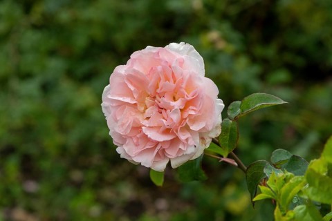 Edelrose, Glücksburg, Schleswig-Holstein, Germany, Europe
