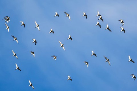Grey Plover (Pluvialis squatarola) in flight over marshes in winter