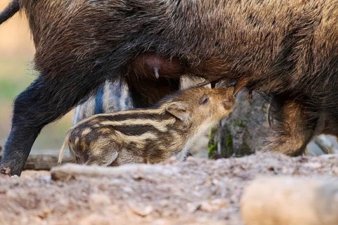 Wild boar (Sus scrofa) squeaker sucking on the tits of its mother in a forest, Bavaria, Germany
