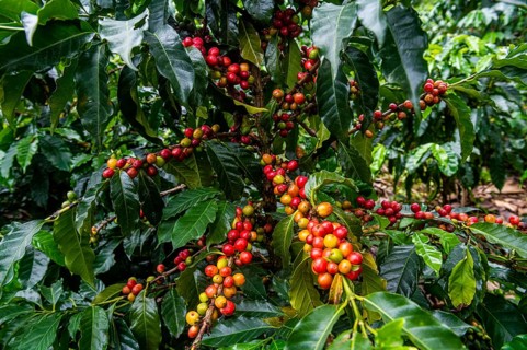 Coffee bushes and beans, Coffee farm Hacienda Venecia, Zona Cafetera, Colombia, South America