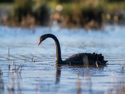 Black Swan (Cygnus atratus) bird on marshes at winter time