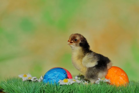 Domestic chicken (Gallus gallus domesticus), chicken chicks with colourful Easter eggs, North