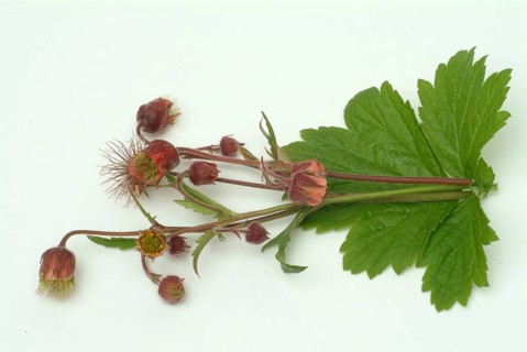 Water avens (Geum rivale), medicinal plant, medicinal use