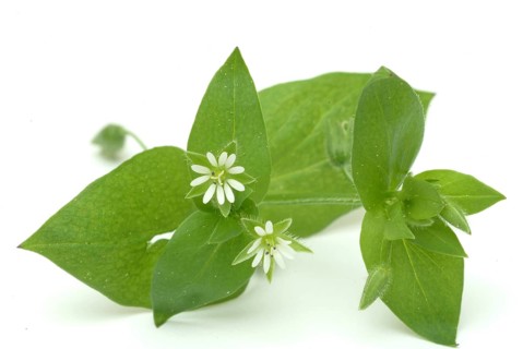 Greater stitchwort (Stellaria holostea), Rabelera holostea, also Common Chickweed, medicinal plant