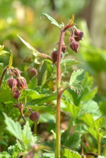 Water avens (Geum rivale), medicinal plant, medicinal use