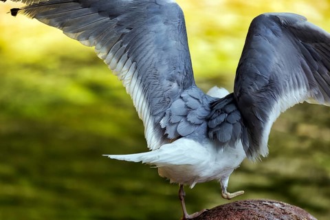 Seagull with spread wings, ready for take-off, close-up, view from behind, symbolic image