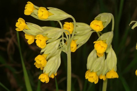 Common cowslip (Primula officinalis), cowslip, apothecary primrose, medicinal plant, plant with
