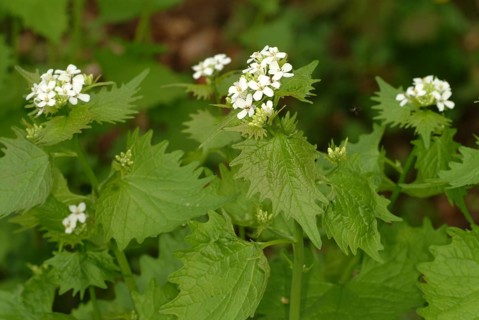 Garlic rue, garlic rue, medicinal plant, seasoning plant, spice, herb, wild plant, medicinal use,