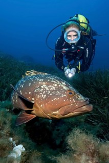 Diver looks up at swims right next to large dusky grouper (Epinephelus marginatus), Mediterranean