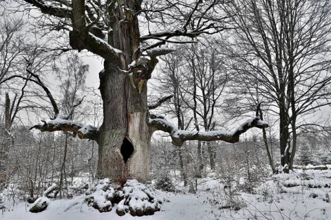 Old oak in winter, Sababurg primeval forest, Reinhardswald, Hesse, Germany, Europe