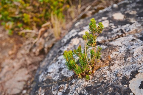 Black crowberry (Empetrum nigrum) growing at Mount "La Talaia del Montmell" at evening, Catalonia,
