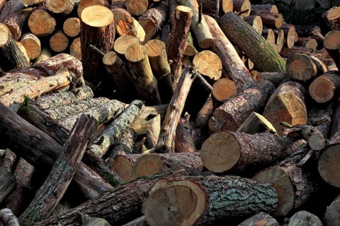 Firewood, logs, sawn into metre pieces