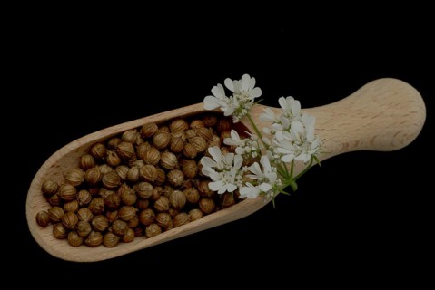 Coriander (Coriandrum sativum) (umbelliferae), flowers and seeds, plant species in the family, used