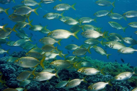 Shoal of salema porgy (Sarpa salpa), Eastern Atlantic, Canary Islands, Fuerteventura, Spain, Europe