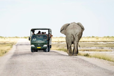African elephant bull walking towards safari vehicle on a gravel road. Etosha National Park,