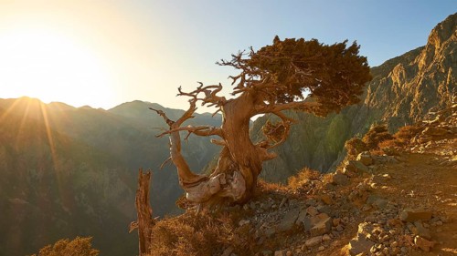 Bizarre gnarled tree, narrow hiking path, Gingilos, hiking on the Gingilos, morning light, back