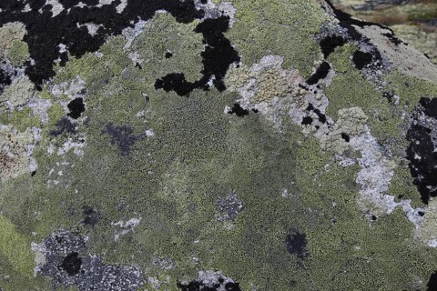 Map lichen (Rhizocarpon geographicum) on a stone, Lapland, Norway, Scandinavia, Europe