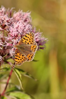 Queen of spain fritillary (Issoria lathonia), on common water aster (Asteraceae), Wilnsdorf, North