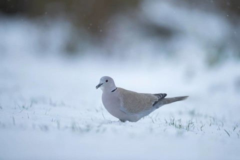 Collard dove (Streptopelia decaocto) adult bird on a snow covered garden lawn, Suffolk, England,