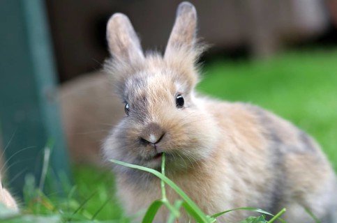 Rabbit (Cuniculus), Hare, Animal, Easter, Grass, Portrait, cute, A cute rabbit sits in the grass