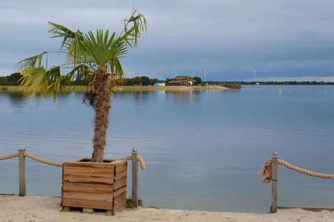 Palme am Speicherbecken, Geeste, Emsland, Lower Saxony, Germany, Europe