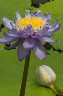 Giant water lily (Nymphaea gigantea), giant water lily