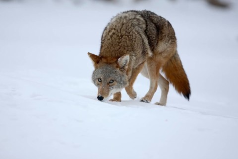 Coyote (Canis latrans)