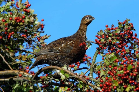 Red Grouse (Lagopus lagopus scoticus), Northumberland, England, Willow Grouse