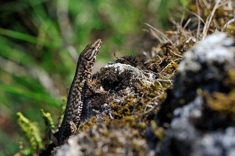 Common common wall lizard (Podarcis muralis) on rocks, La Brenne, France, Europe