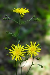 Wall hawkweed (Hieracium murorum), few-leaved hawkweed in flower