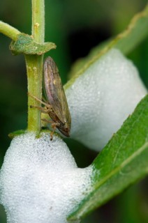 Meadow spittlebug, Meadow froghopper (Philaenus spumarius), Meadow froghopper cicada, Cicada,