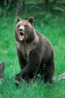 Grizzly bear (Ursus arctos horribilis)