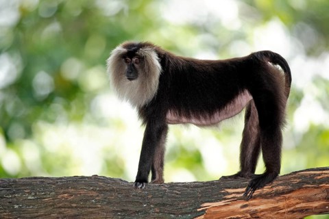 Lion-tailed macaque (Macaca silenus), page