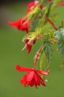 Begonia pendula (Begonia bertinii)